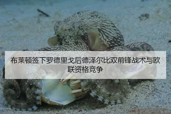 布莱顿签下罗德里戈后德泽尔比双前锋战术与欧联资格竞争